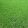 Fine Dhaka Grass - Lawn Grass (Per Square Feet)