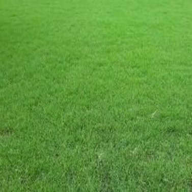 Fine Dhaka Grass - Lawn Grass (Per Square Feet)