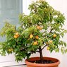 Apricot - Khubani -  Prunus Dulcis