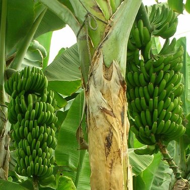 Banana Tree