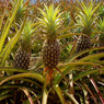 Pineapple - Ananas Comosus