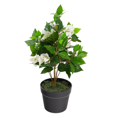 Bougainvillea (White) Image