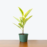 Rubber Plant Yellow Gem -  Rubber Fig - Rubber Bush - Ficus Elastica