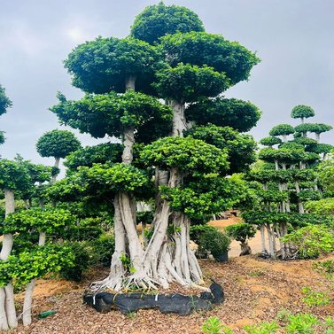 Ficus Bonsai Plants - Available in Different Styles & Sizes