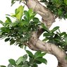 Ficus Bonsai Plants - Available in Different Styles & Sizes