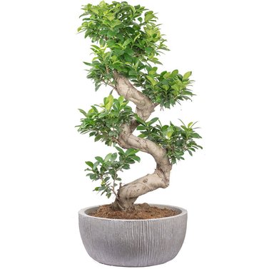 Ficus Bonsai Plants - Available in Different Styles & Sizes