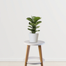 Fiddle Leaf Fig - Laurel Fig - Laurel Rubber - Indian Laurel - Curtain Fig