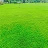 Fine Dhaka Grass - Lawn Grass (Per Square Feet)