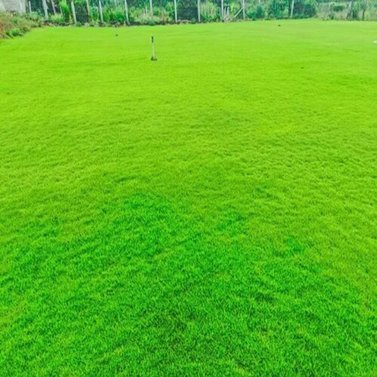 Fine Dhaka Grass - Lawn Grass (Per Square Feet)