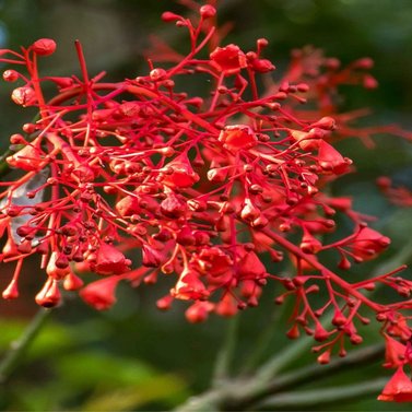 Brachychiton Acerifolius Illawara 'Flame Tree'