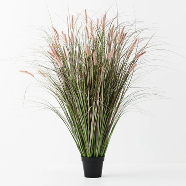 Fountain Grass -  Pennisetum