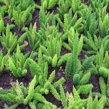 Foxtail Fern - Asparagus Fern