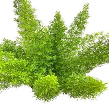 Foxtail Fern - Asparagus Fern