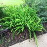 Foxtail Fern - Asparagus Fern