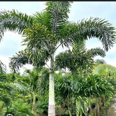 Foxtail Palm