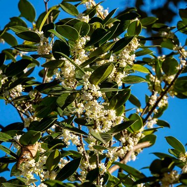 Sweet Osmanthus - Sweet Olive - Fragrant Olive