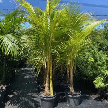 Coconut Palm - Cocos Nucifera