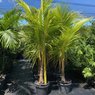 Coconut Palm - Cocos Nucifera