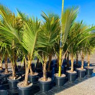 Coconut Palm - Cocos Nucifera