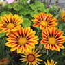 Gazania Flower