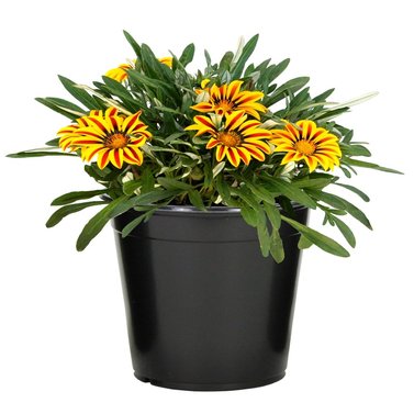 Gazania Flower