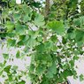 Ginkgo Biloba - Maidenhair Tree