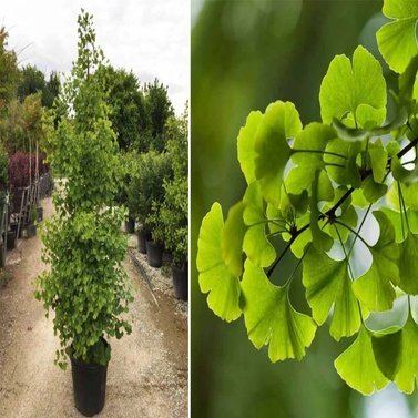 Ginkgo Biloba - Maidenhair Tree