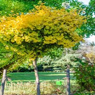 Ginkgo Biloba - Maidenhair Tree