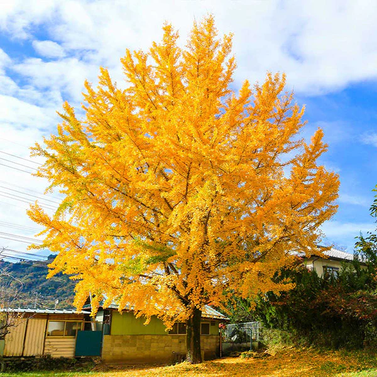 Ginkgo Biloba - Maidenhair Tree