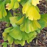 Ginkgo Biloba - Maidenhair Tree