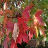 Red Maple Tree - Acer Rubrum