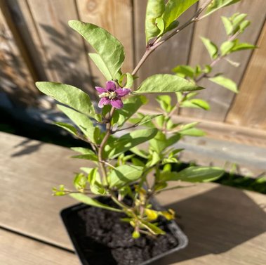 Goji bair - Chinese wolfberry -  Lycium barbarum