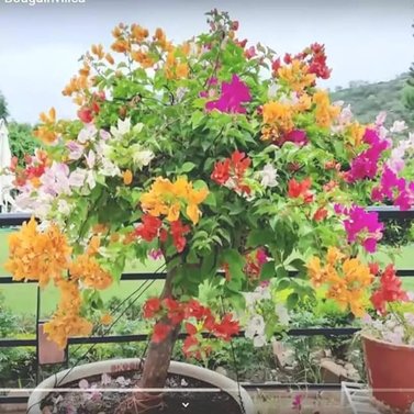 Grafted Bougainvillea Plant Multicolor Flowers