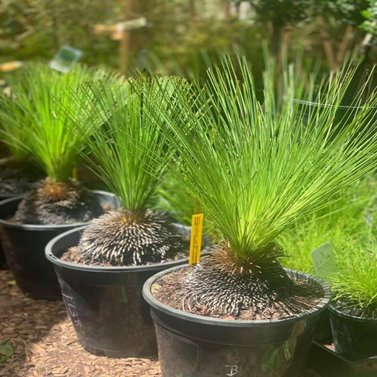 Xanthorrhoea Glauca-Grass Tree-Black Boy