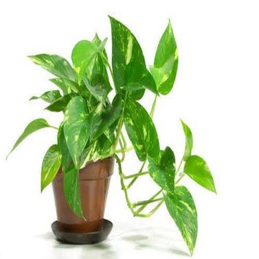 Green Money Plant - Epipremnum Aureum - Fortunate Plant