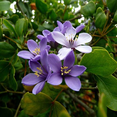 Lignum Vitae - Guiacum Officinale - Tree