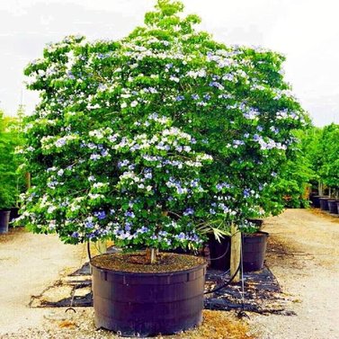 Lignum Vitae - Guiacum Officinale - Tree