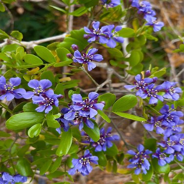 Lignum Vitae - Guiacum Officinale - Tree