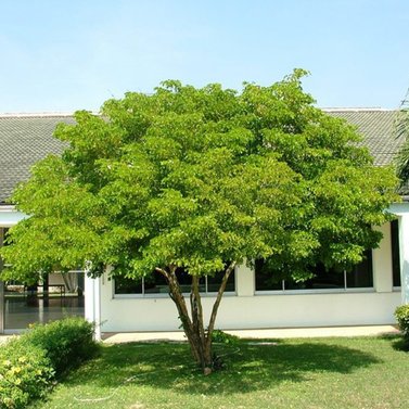 Lignum Vitae - Guiacum Officinale - Tree