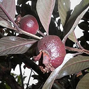 Malaysian Guava Image