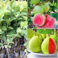 Guava - Amrood - Psidium Guajava - Dwarf Guava Plants