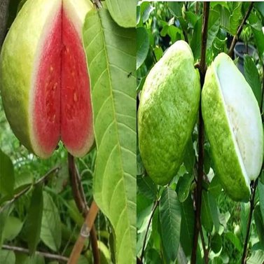 Guava - Amrood - Psidium Guajava - Dwarf Guava Plants