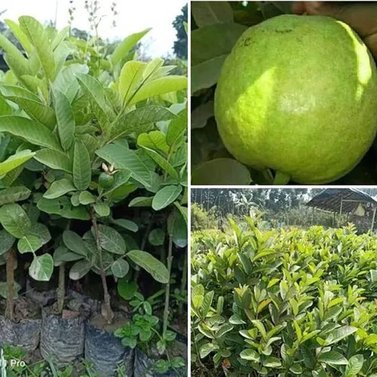 Guava - Amrood - Psidium Guajava - Dwarf Guava Plants