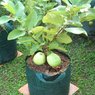 Guava - Amrood - Psidium Guajava - Dwarf Guava Plants