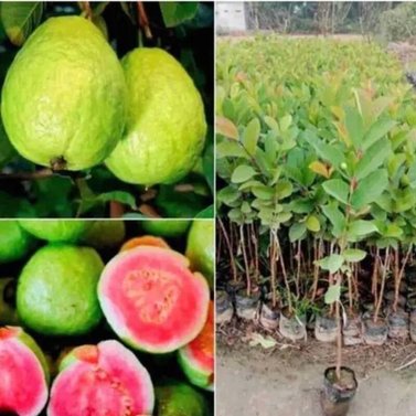 Guava - Amrood - Psidium Guajava - Dwarf Guava Plants