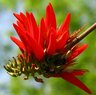 Gul-E-Nishtar - Erythrina Suberosa