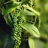 Black Pepper Vine - Piper Nigrum -  Kali Mirch - Peppercorn  -  Pepper