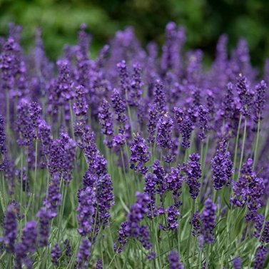 Lavender Plant – Imported