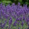 Lavender Plant – Imported