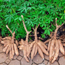 Cassava-Manihot Esculenta Plant